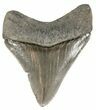 Serrated, Juvenile Megalodon Tooth - South Carolina #52970-1